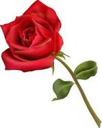 Red rose